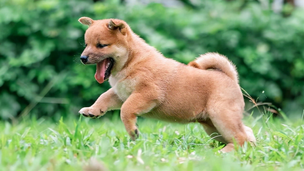 家里马犬太凶怎么办,家里的马犬