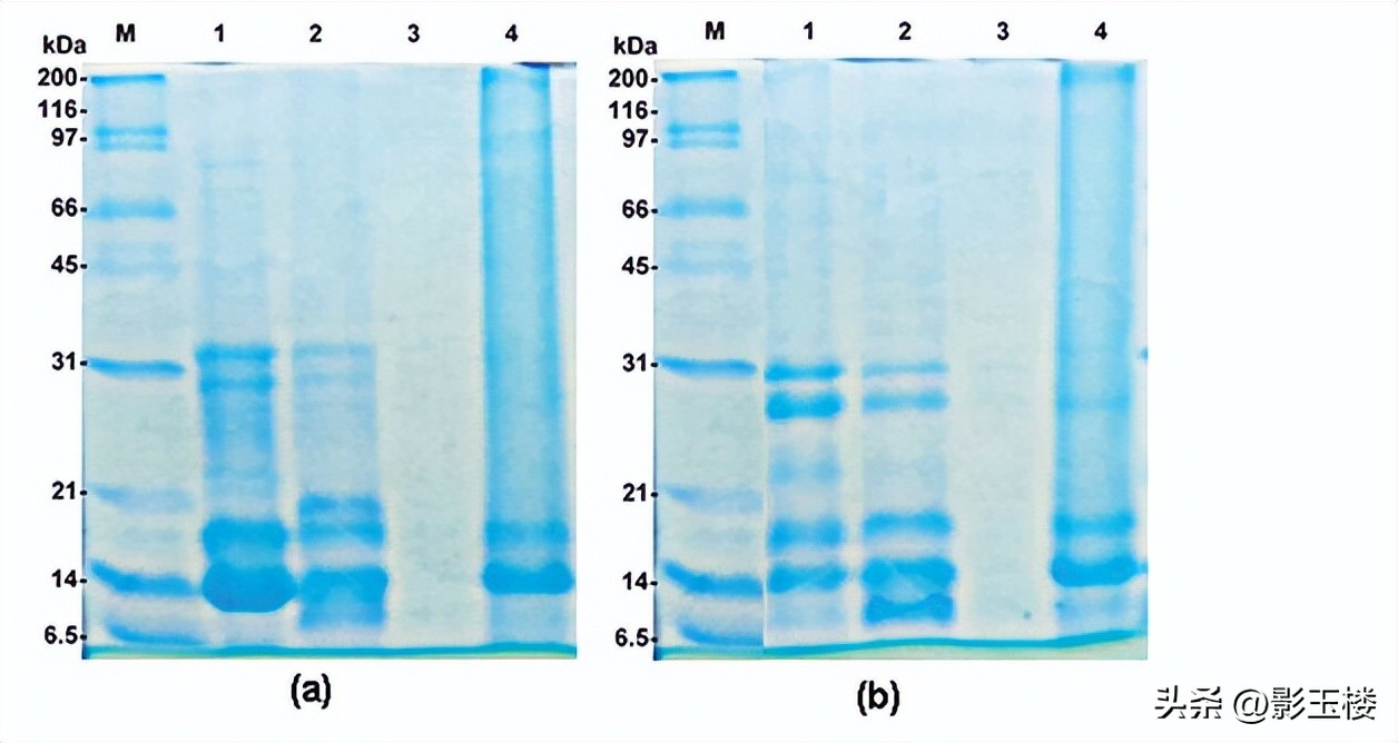 菠萝蜜种子效用,菠萝蜜种子煮熟的功效