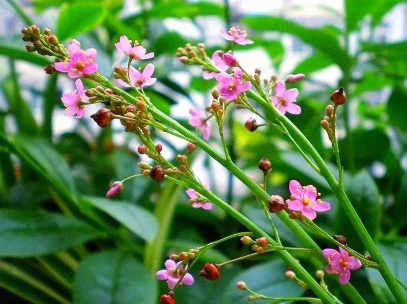 假进口正官庄高丽参,红参冒充高丽参