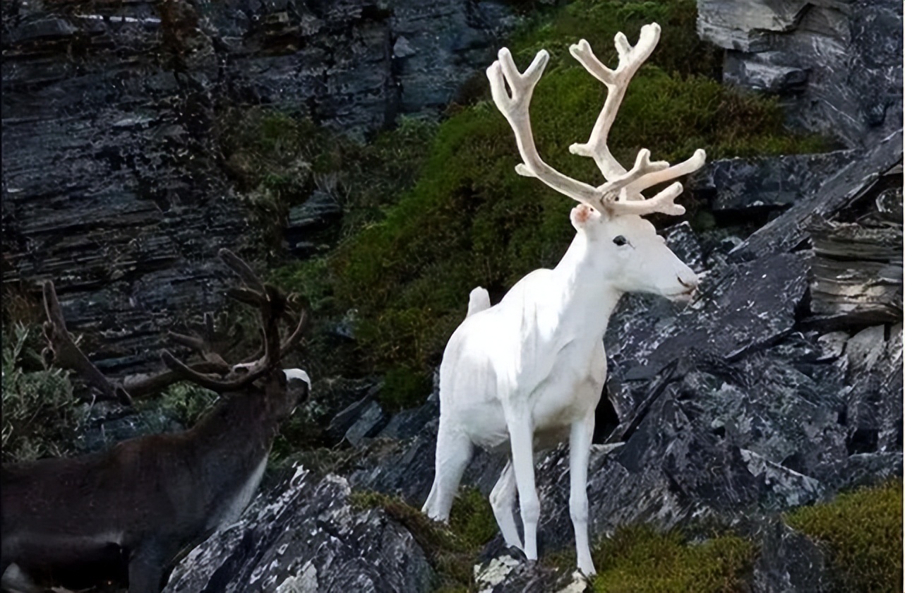 神话是真的！山东诞生珍稀“雪虎”，全身纯白，概率十万分之一