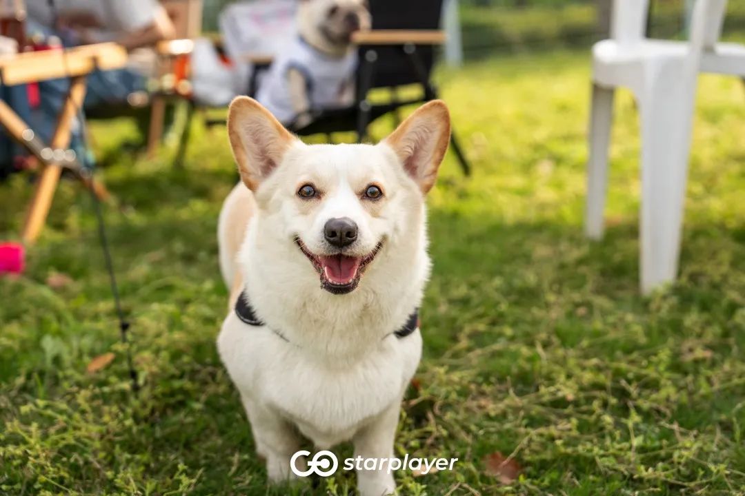 汪汪队露营去游戏,汪汪队露营获得勋章