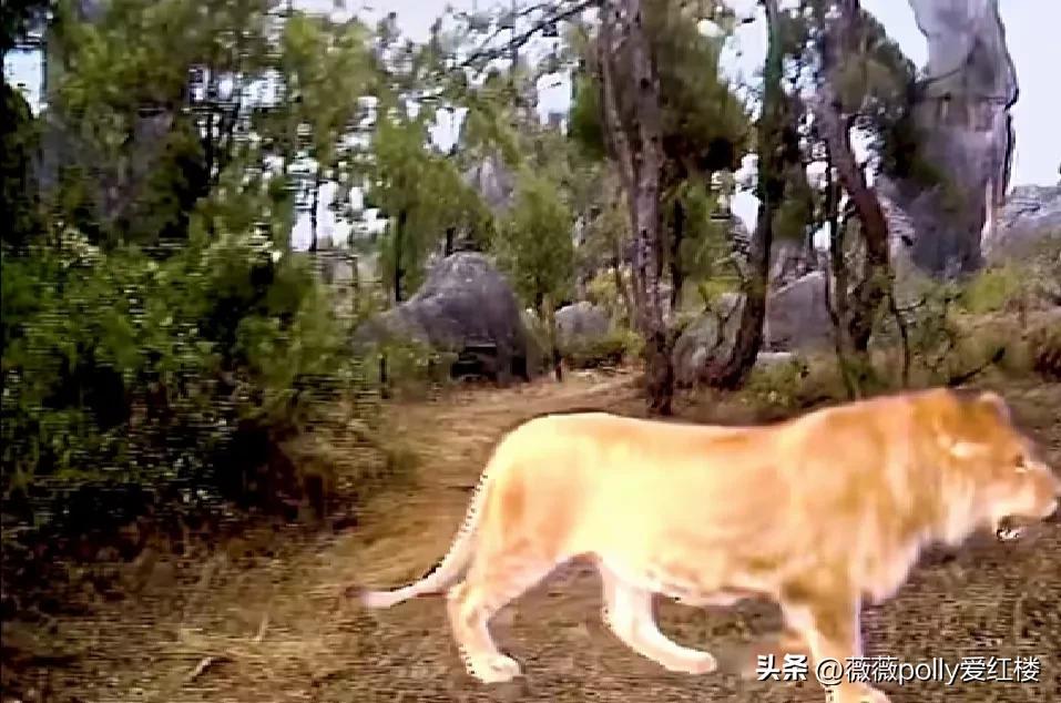 乌鸡国除妖两版对比,86版除妖乌鸡国