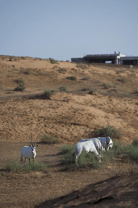 哈伊马角利兹卡尔顿,哈伊马角沙漠丽思卡尔顿酒店