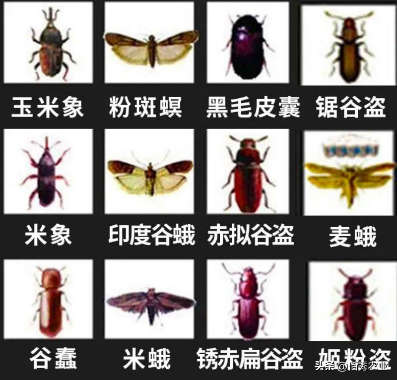 对人畜低毒的马拉硫磷,可防治3大领域害虫,却被农民朋友嫌弃