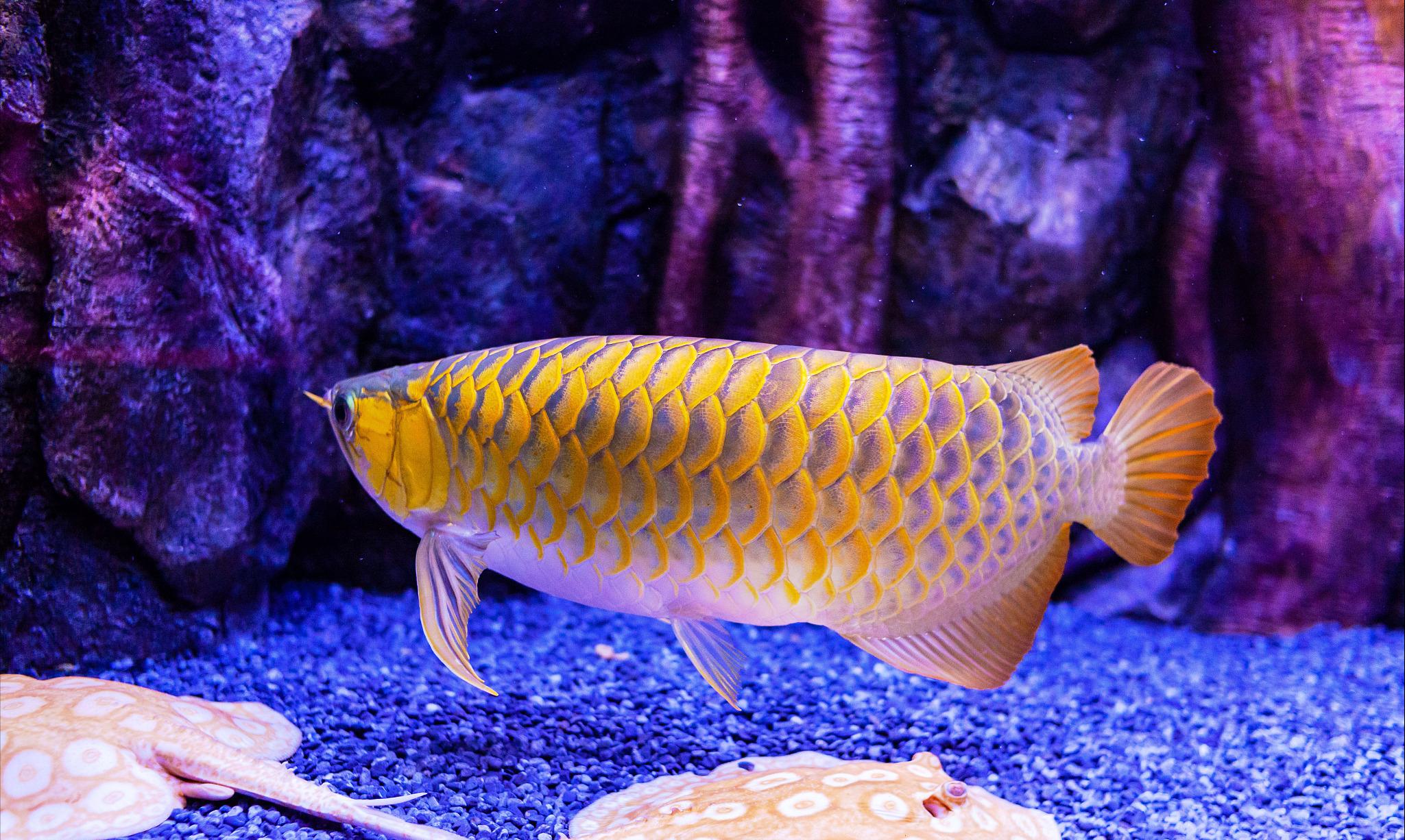 龙鱼箭虫感染不再是问题：实用技巧让你的鱼缸清洁又安全！