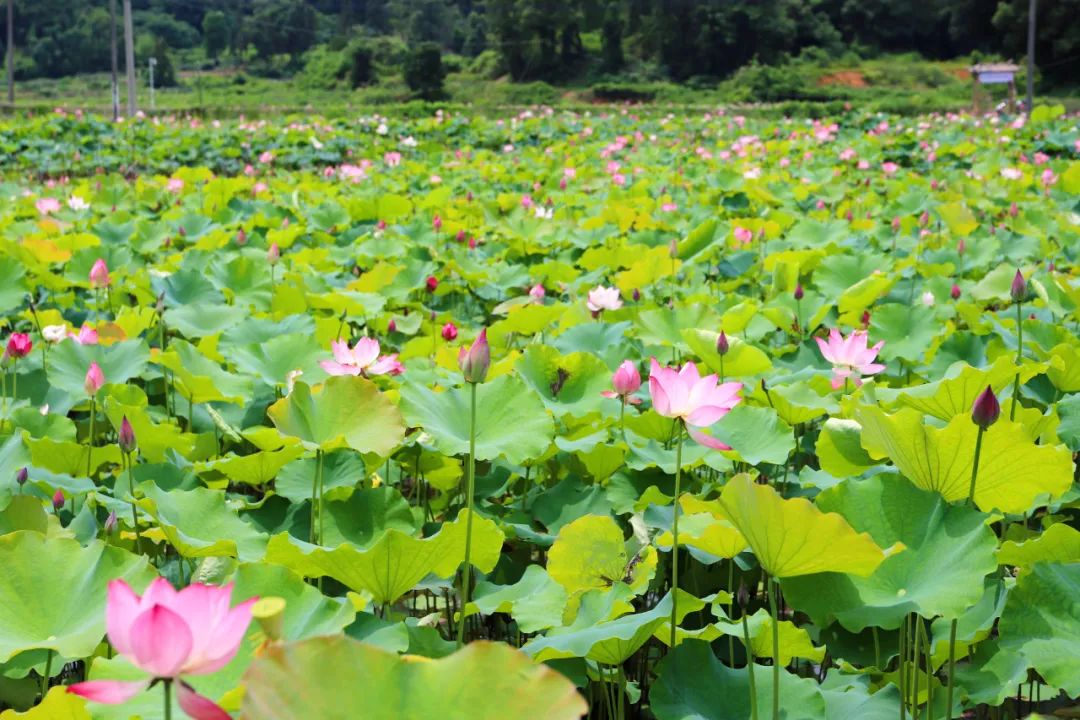 全球学子嘉游赣|上饶的第一波荷花开了，让我们一起步入飘满荷香的夏天！