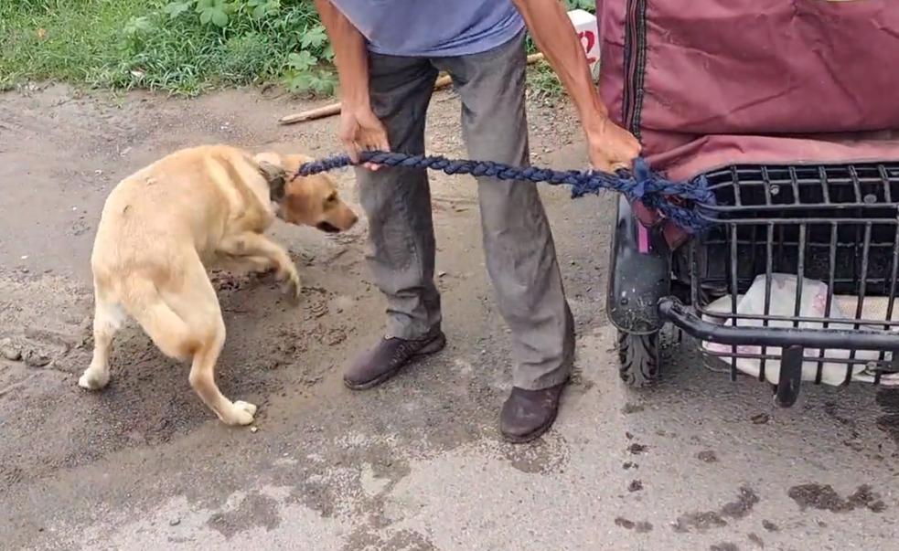 拉布拉多未咬人已被主人领回,拉布拉多因为吃得多被主人卖掉