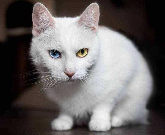 猫咪得了白内障怎么办能治好吗,猫咪白内障手术