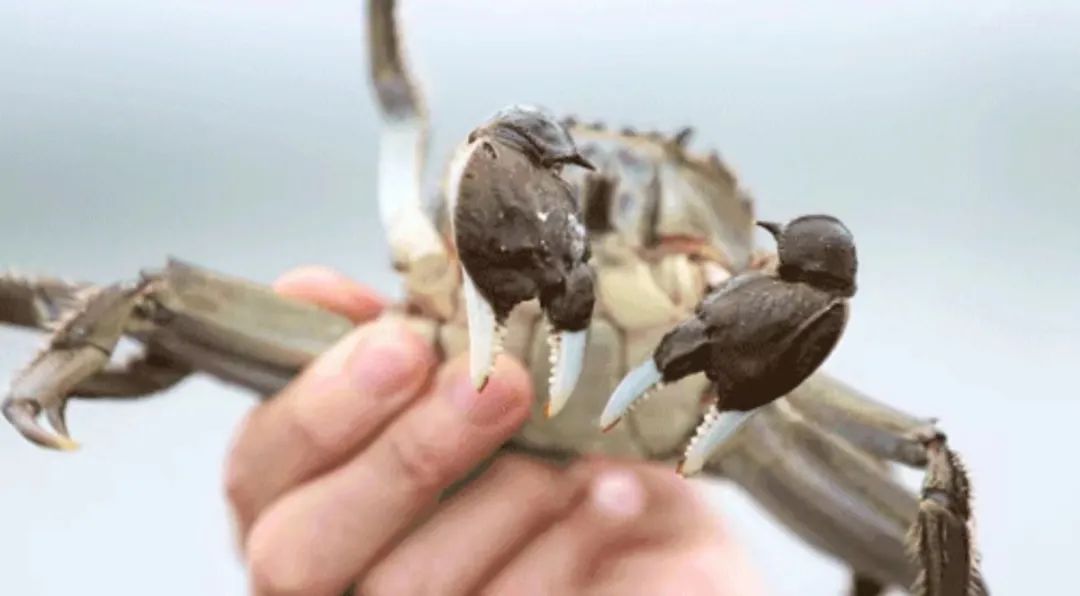 阳澄湖大闸蟹开捕啦今年价格,阳澄湖大闸蟹开捕上市时间表