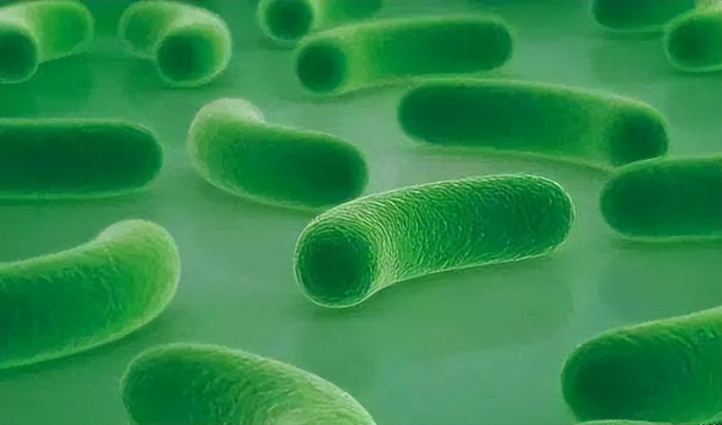 益生菌和免疫力有关吗,益生菌与微生物的关系