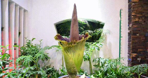 尸香魔芋生长全过程,昆明有尸香魔芋么