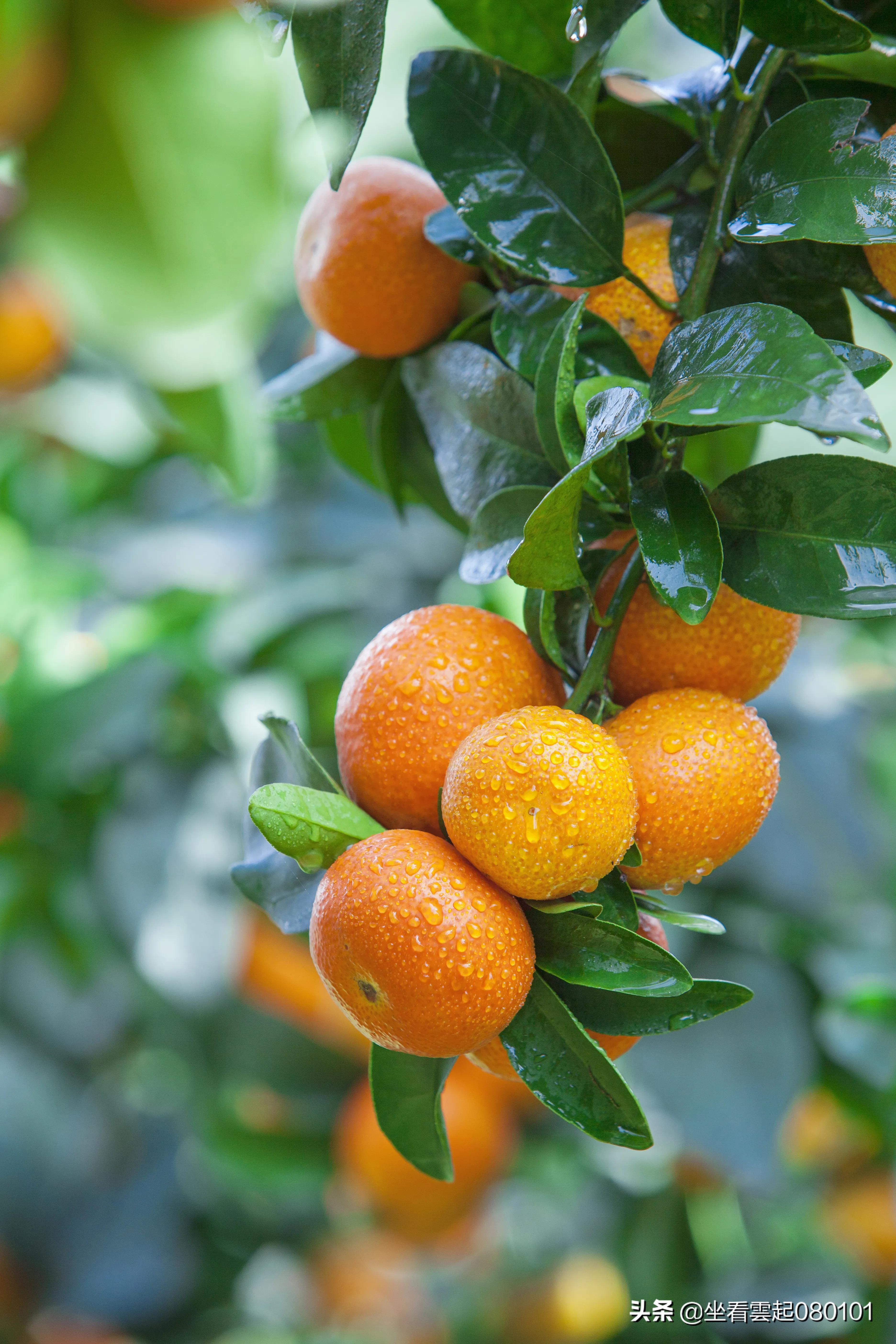 柑橘的一首诗,柑橘诗词
