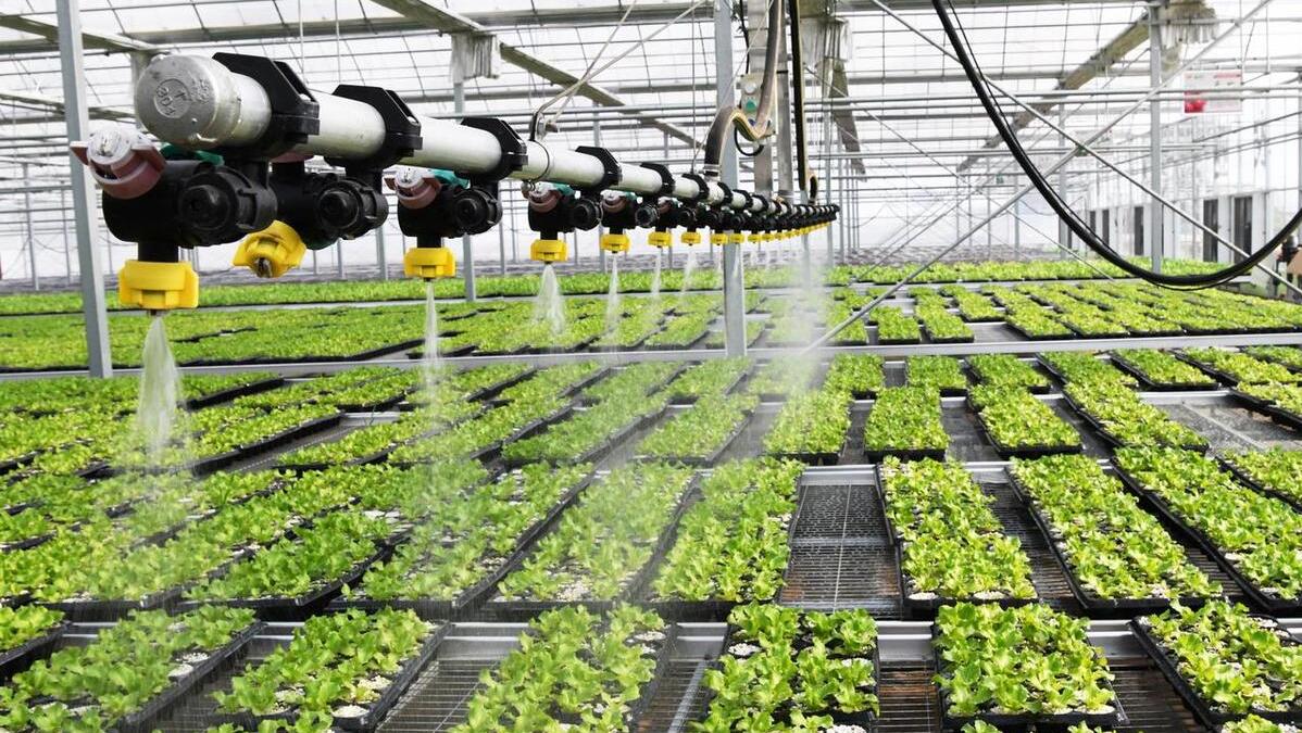 安徽太和县小瓜蒌结出致富果,贵州大山里结出致富果