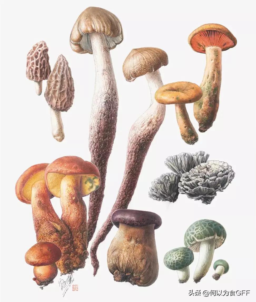 蘑菇发展史,蘑菇历史剪辑