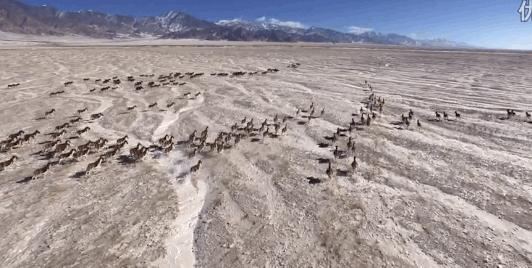 《可可西里》：豆瓣8.8，陆川评价最高的作品，但高分不是给他的