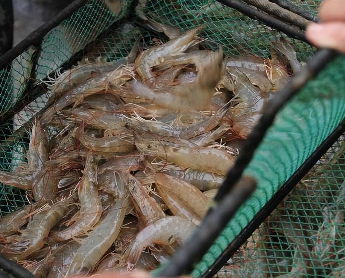 挑虾的时候买弯的还是直的,大虾是海水虾还是河虾