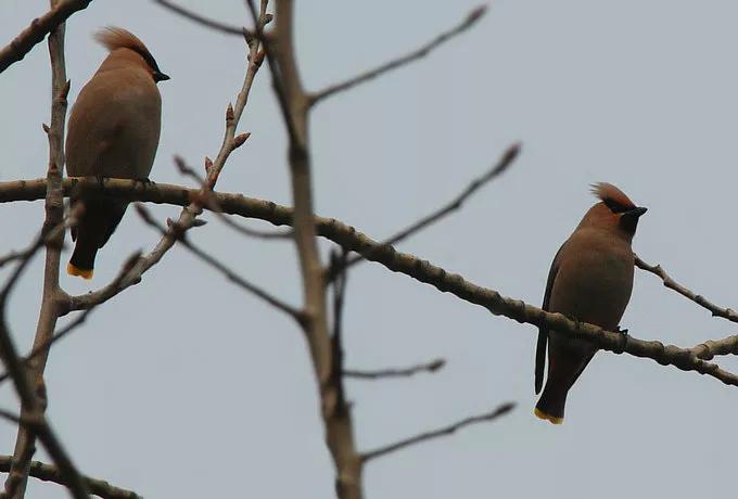 太平鸟图片素材,太平鸟造型图片