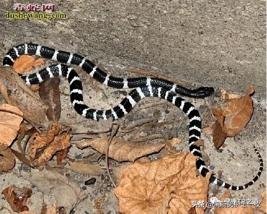 蛇咬伤急救常识大全,被蛇咬伤的处置流程及注意事项