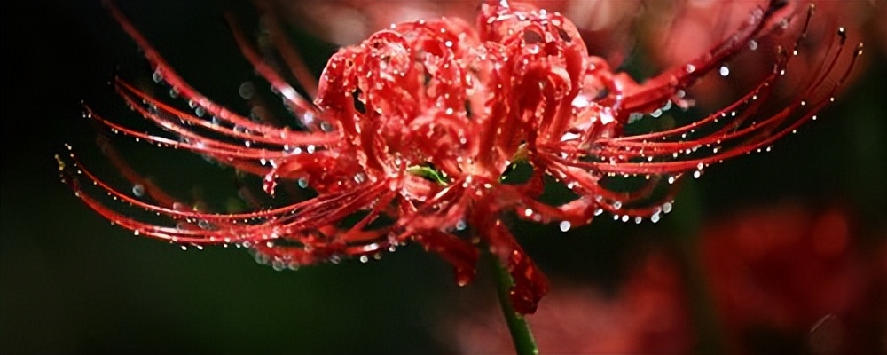 彼岸花怎么养才正确,彼岸花栽培技巧