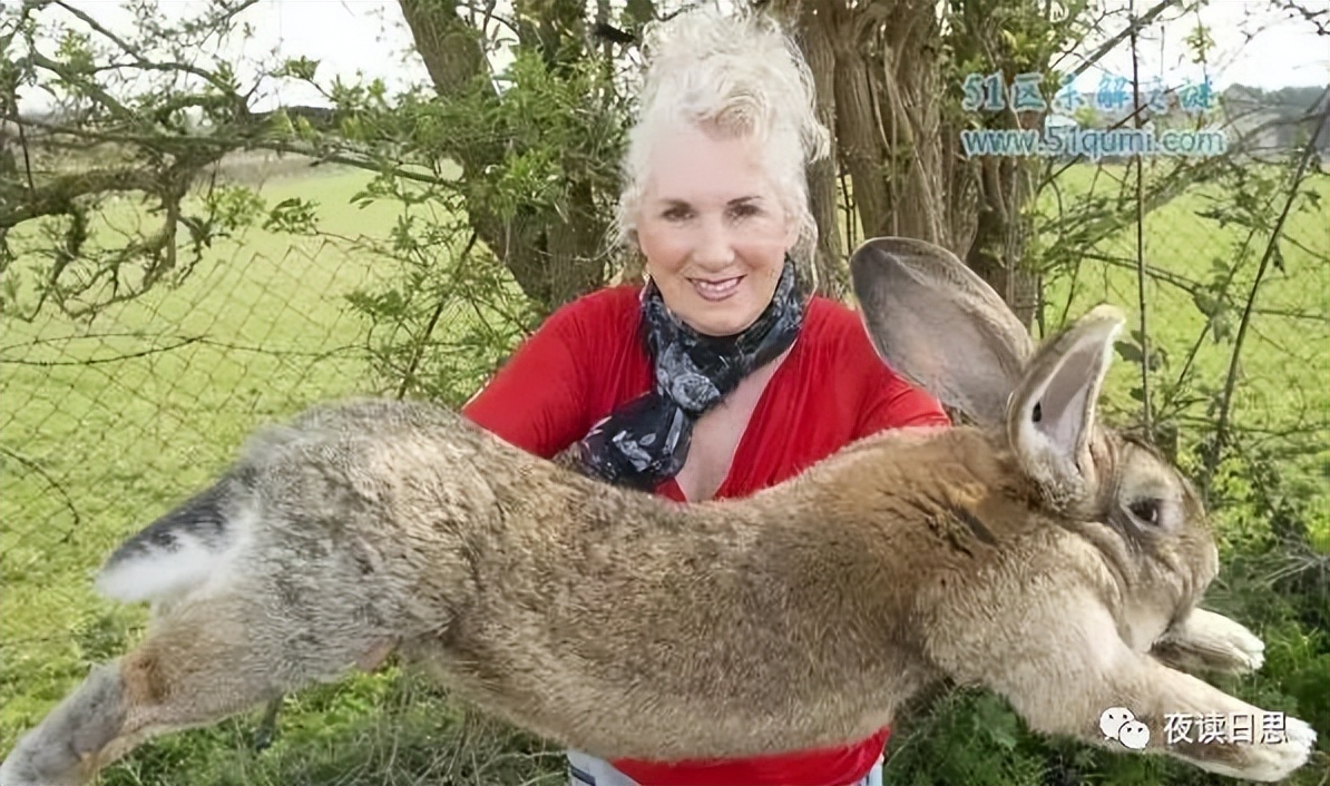 属兔的人和兔子有什么关系,兔年说兔的阅读理解
