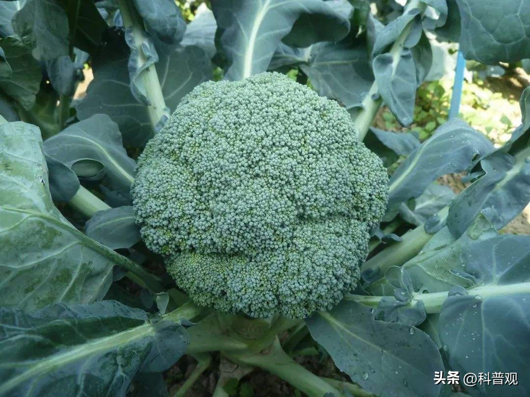 日本垄断中国市场百分之多少,打破西兰花种子垄断的原因