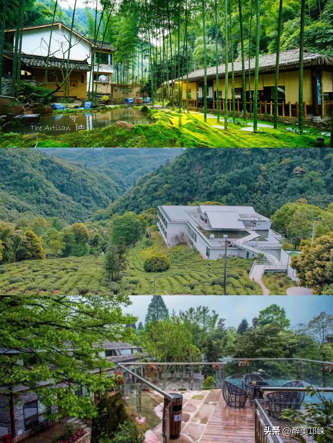 竹是风骨,平安竹养的如此茂盛