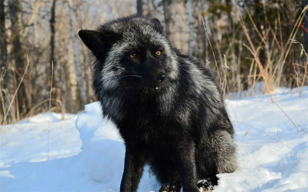 野生狐放生罕见一幕,北京发现银黑狐