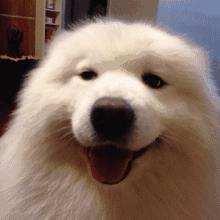 萨摩耶如何判断是不是串串,萨摩耶纯种和串子都有哪些区别