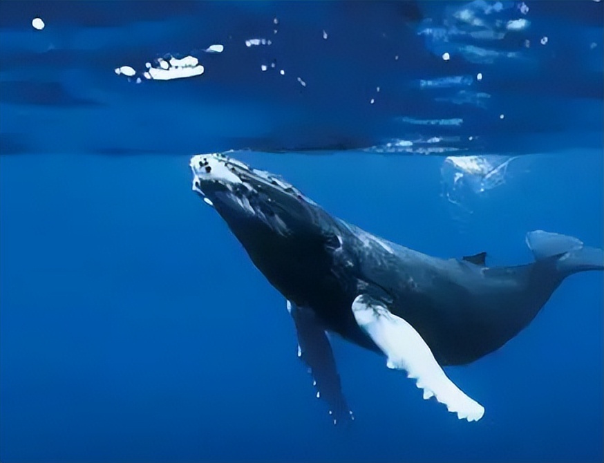 蓝鲸有多大它会吃人吗,蓝鲸是不是海洋里最大的生物