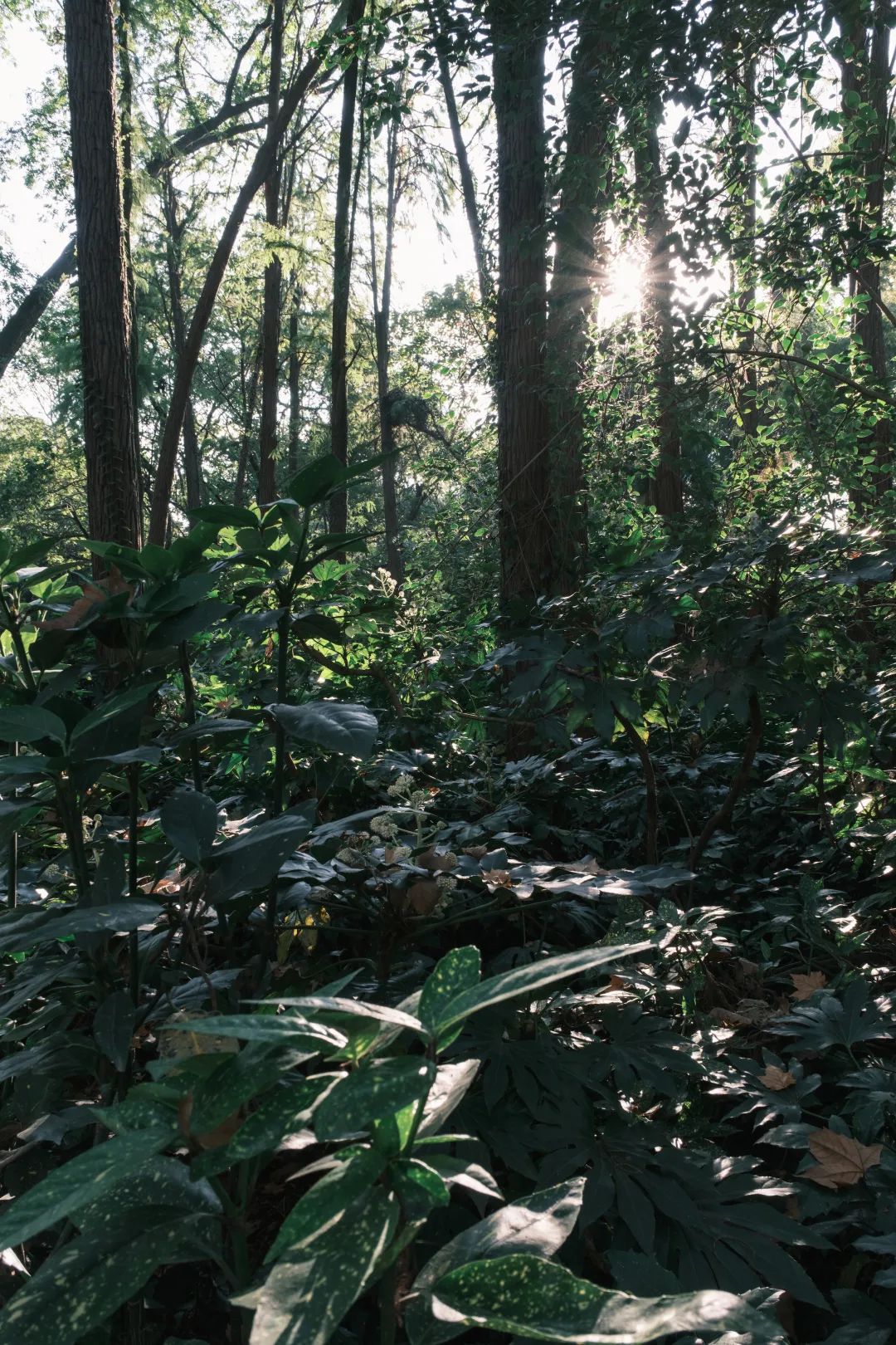 适马85mmf1.4镜头富士卡口,富士适马18-50镜头评测