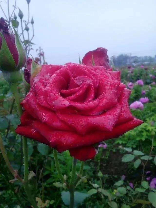 这才是最美的玫瑰花图片,最好看的紫色玫瑰花图片