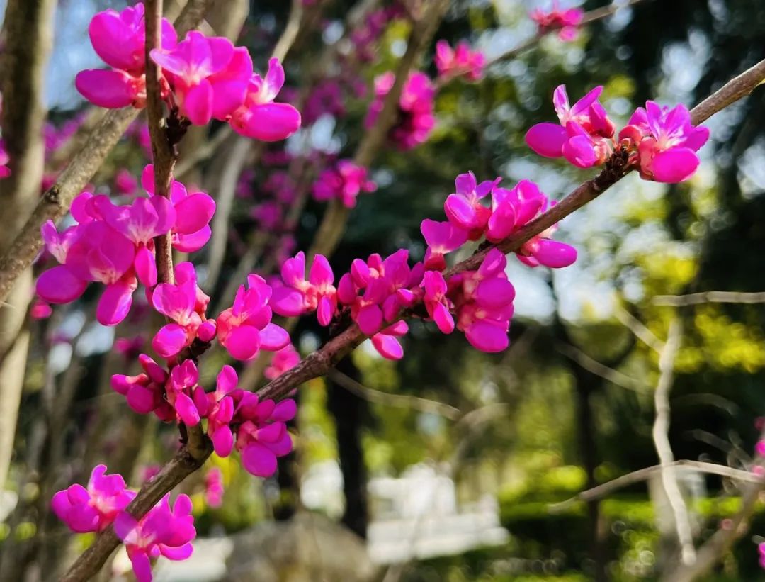 【美哉第一山】携一缕春风，把校园美景与你分享