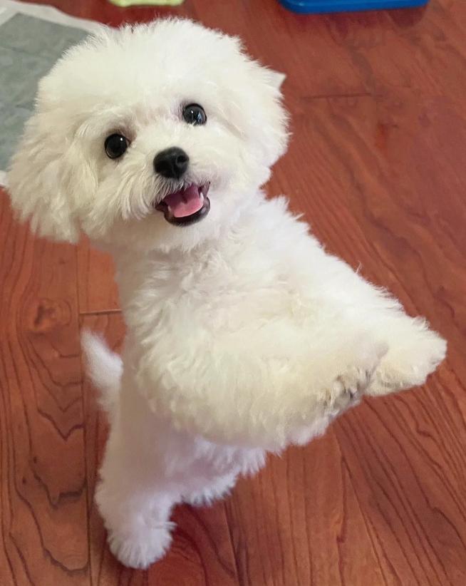 比熊多大的时候可以不关笼子养,怎样养小比熊新手教程