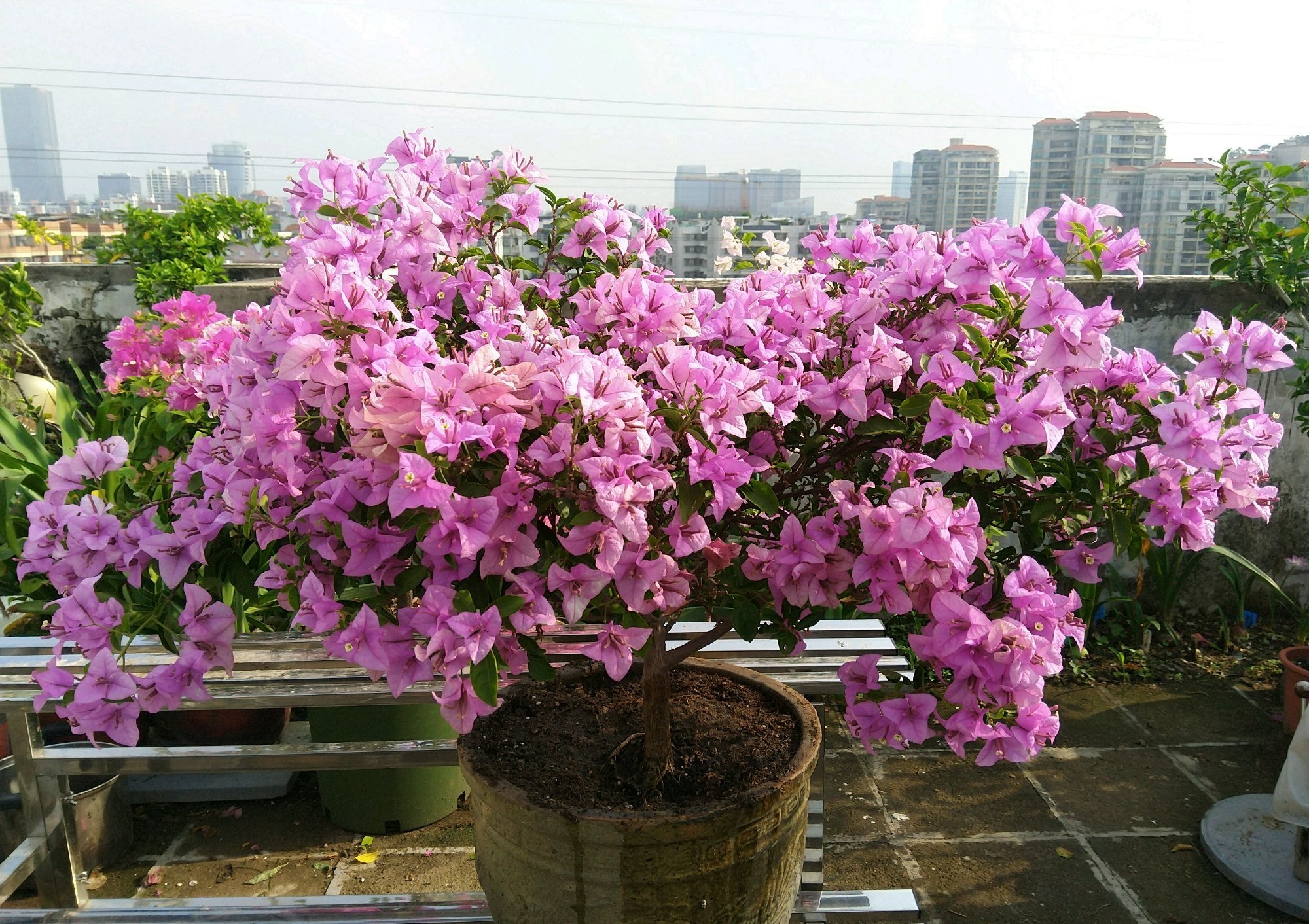 紫花三角梅怎么养,塔紫三角梅怎么养才开花多