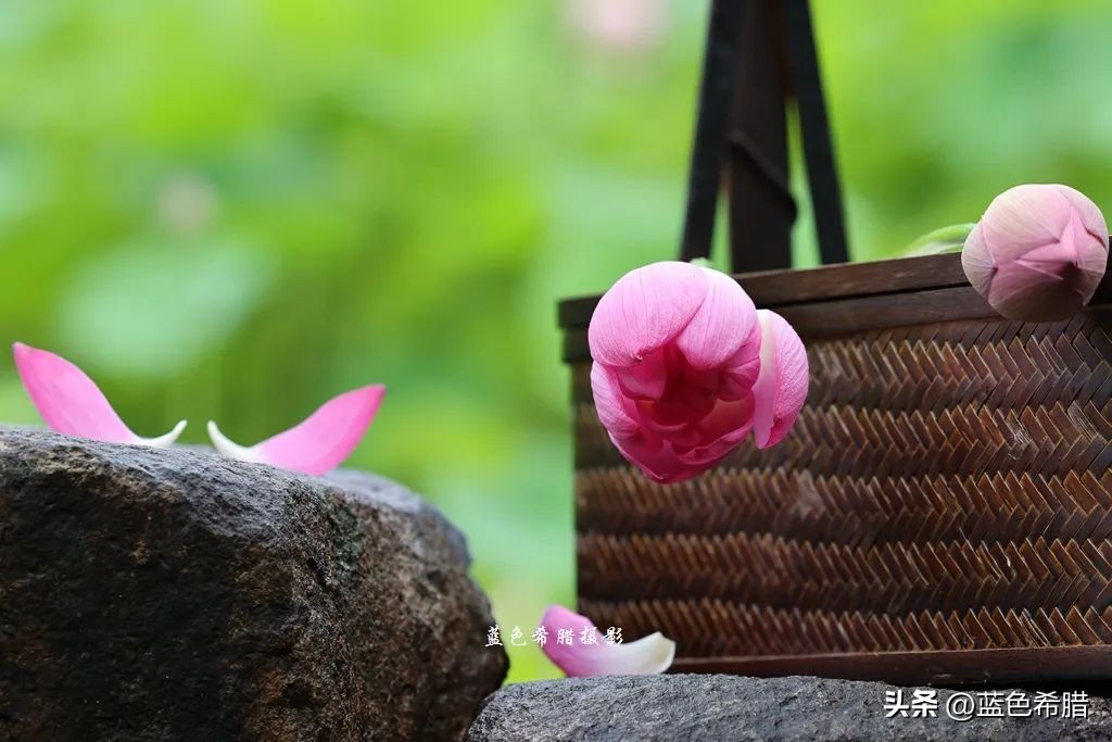 绚烂夏花，夏日物语，或热烈、或温婉，让这个夏天有了色彩和香气