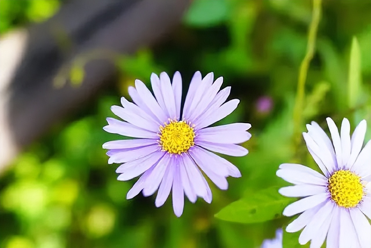 足不出户看美景的心情句子,春天溜达散心的句子