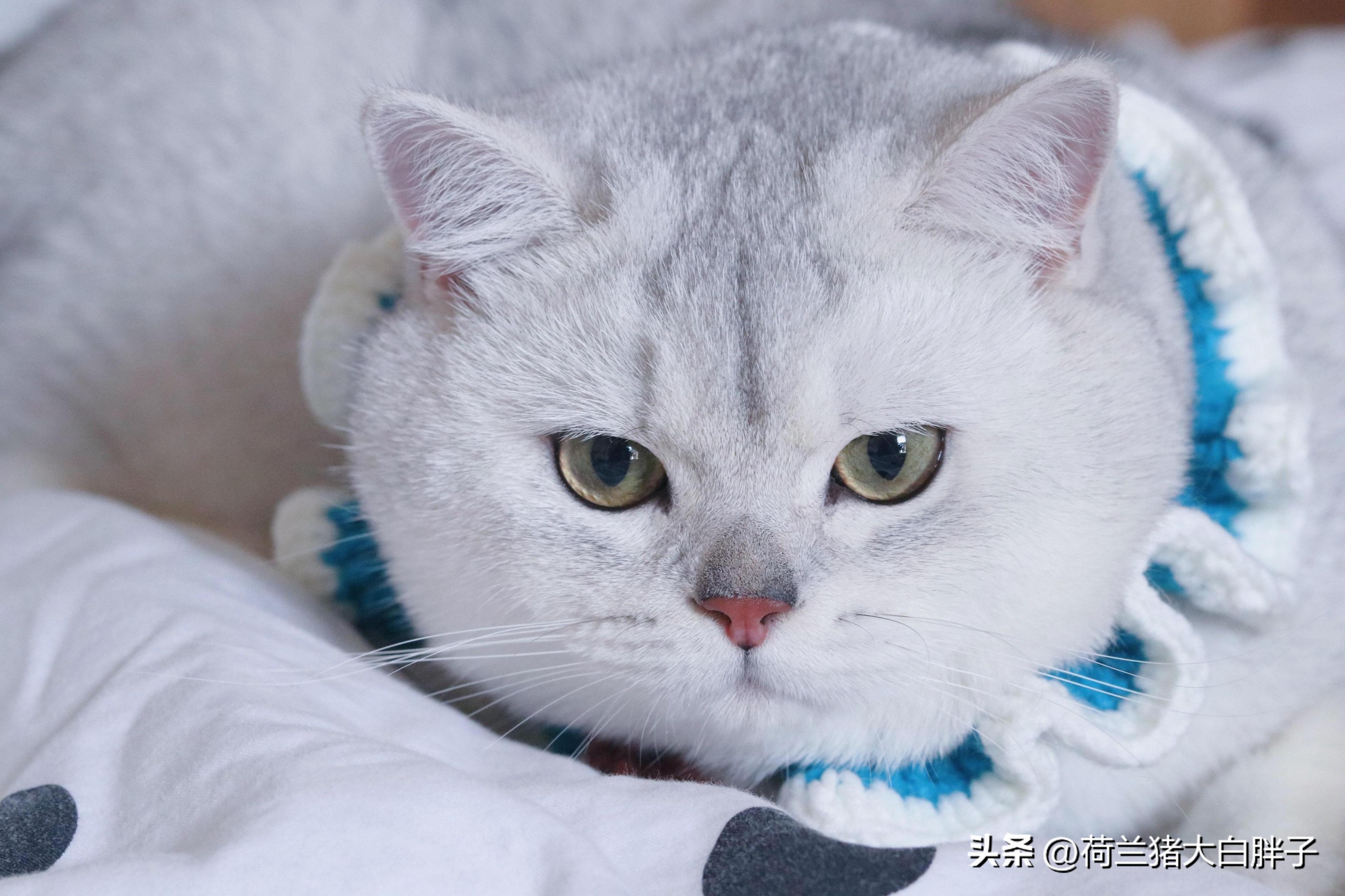 宠物猫咪应该怎么修理,宠物猫消化不良呕吐怎么办