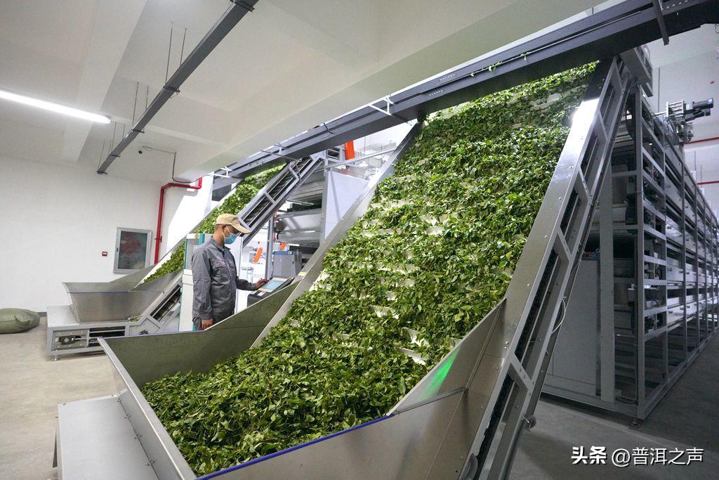 景迈山制茶,全国首条智能制茶工在景迈山上岗