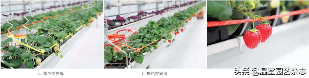 关注｜可升降的观光型草莓吊架，你见过吗？