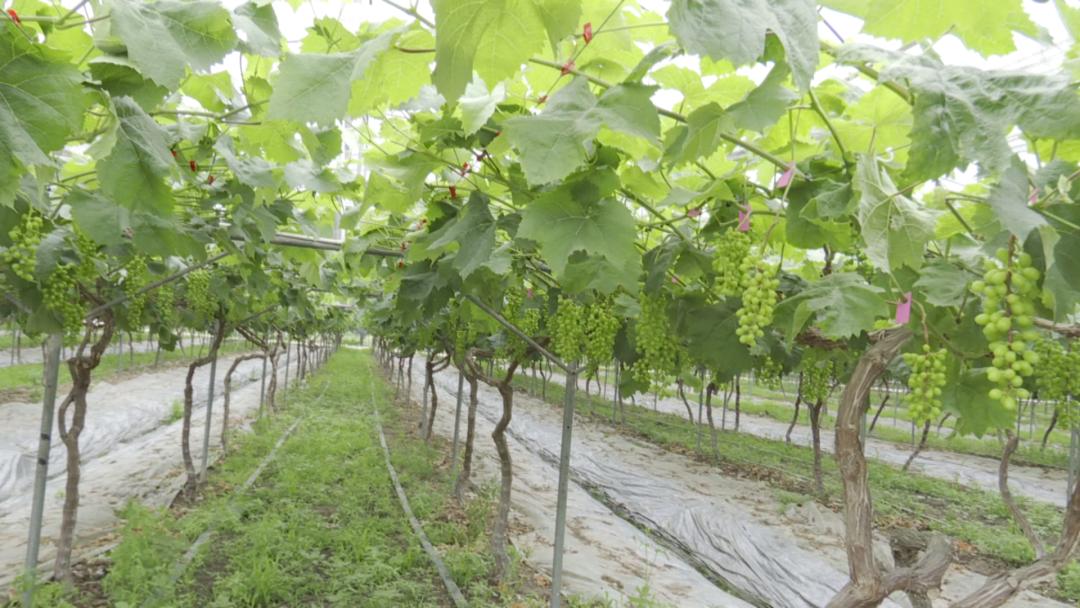 羊安街道牟礼社区,邛崃市羊安街道牟礼