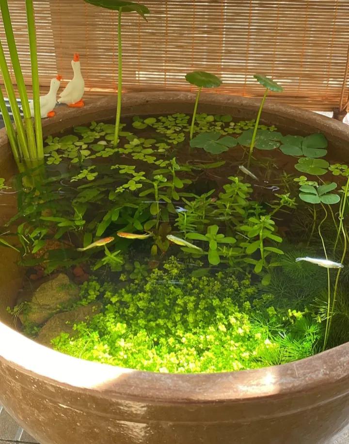 观背青鳉如何用水族箱养,观背青鳉为什么要养浮萍