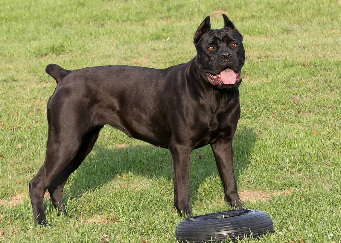 “卡斯罗”明明很优秀，为何养的人少，原因有7个