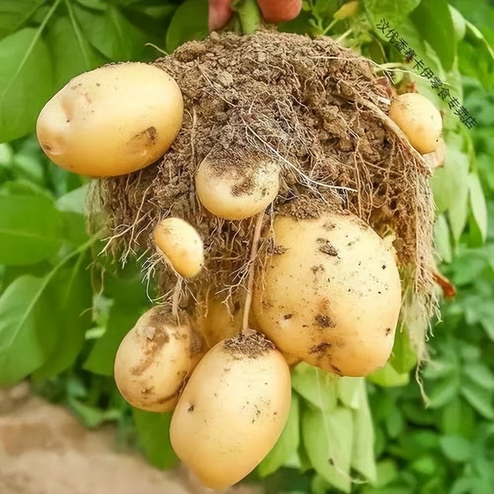茉莉酸分子机制,茉莉酸受体抑制剂及其作用机理
