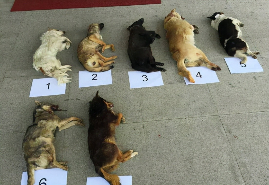 偷狗贼用的毒针很厉害吗,偷狗贼用的什么毒针