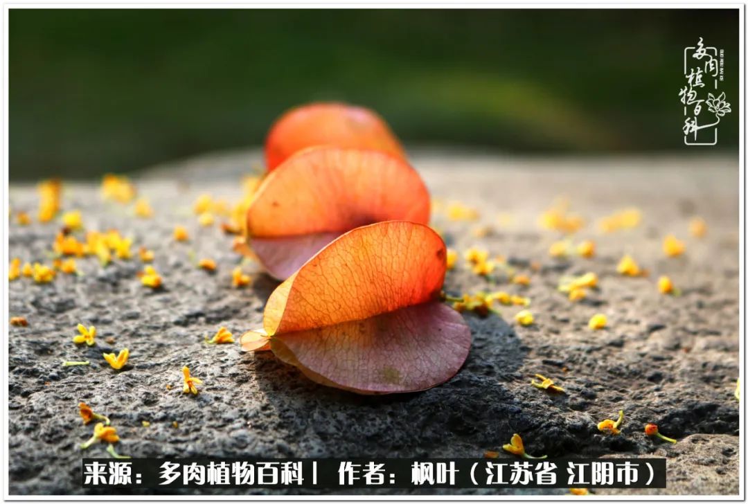 多肉植物的生长轨迹,多肉植物的养生方法