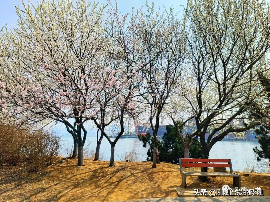 去大连看桃花是在几月份,大连哪里适合看金丝桃花