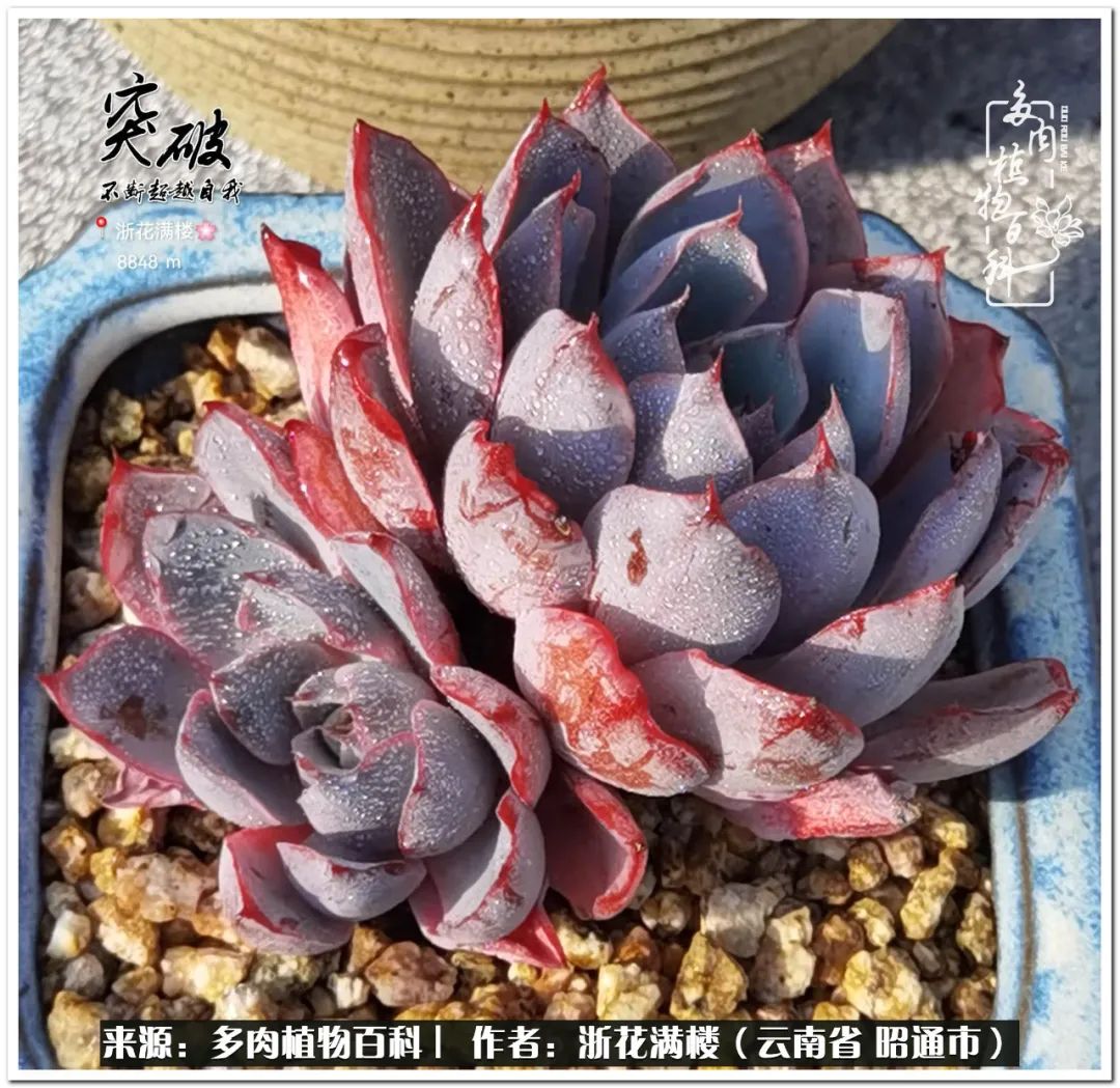 奔跑吧跑步,奔跑吧多肉盆栽