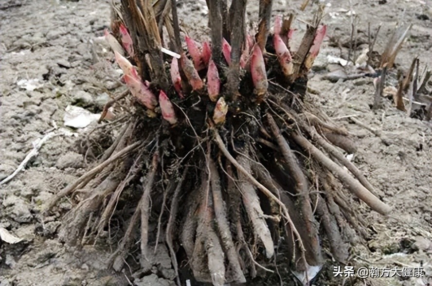 中草药鲜白芍长什么样,中草药炒白芍的功效