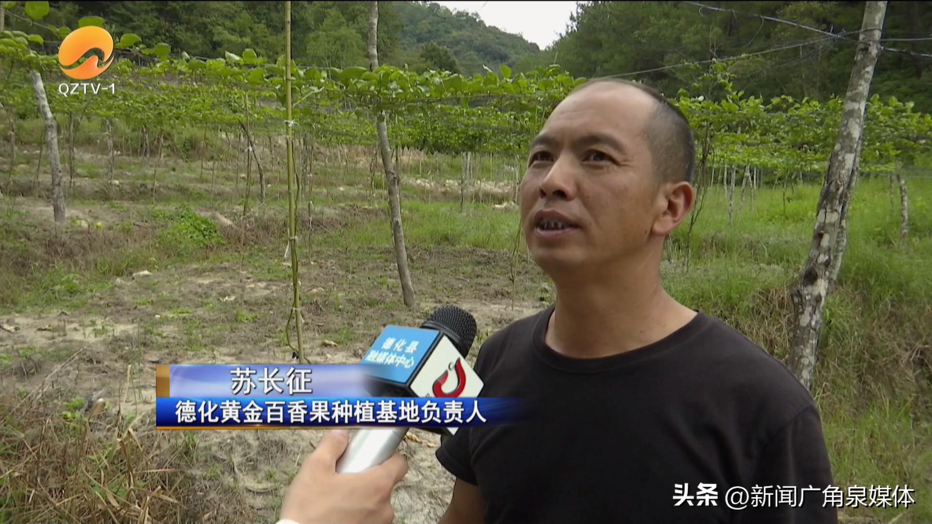 黄金百香果现摘大果,德化葛坑黄金百香果