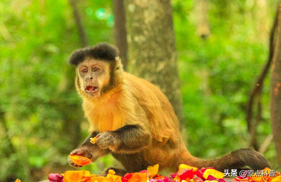 金丝猴是世界上最美猴子吗,世界上最濒危的猴子是什么猴